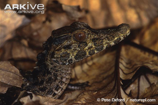 Illustration for article titled Sunday Crocodilian - Paleosuchus palpebrosus Edition